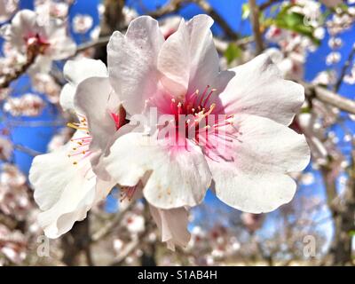 Mandelblüte, Prunus dulcis Stockfoto