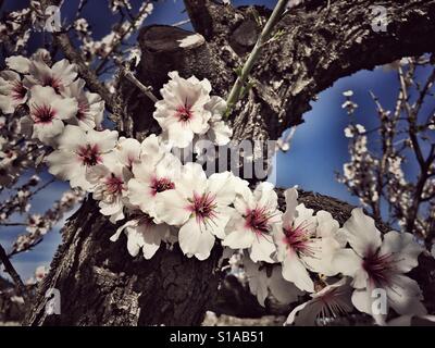 Mandelblüte, Prunus dulcis Stockfoto