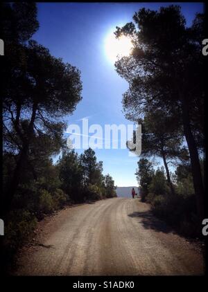 Morgenspaziergang durch die Pinien Wald, Katalonien, Spanien. Stockfoto