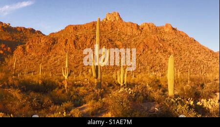 Saguaro Kaktus, Saguaro National Park, Sonnenuntergang, Arizona Stockfoto