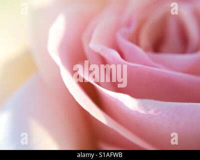 Partielle Makro-Ansicht einer rosa Rose Stockfoto