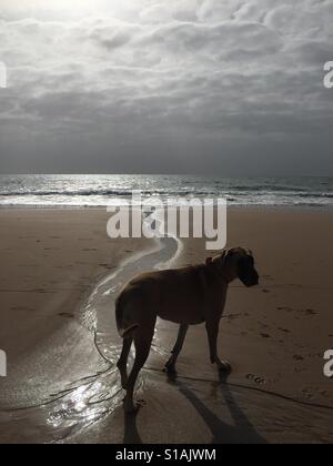 Deutsche Dogge Hund am Strand Stockfoto