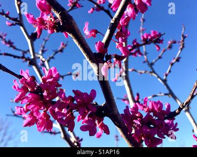 Redbud in voller Blüte Stockfoto