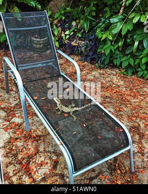 Lounge Lizard Stockfoto
