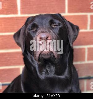 Junge Chocolate Labrador Hund mit blinkenden Augen Stockfoto