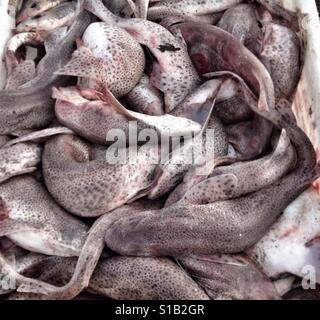 Fisch zum Verkauf Stornoway Hafen Insel Lewis Scotland UK Stockfoto