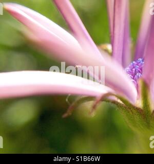 Seitliche Makro-Ansicht einer lila Osteospermum Fructicosum Blume Stockfoto