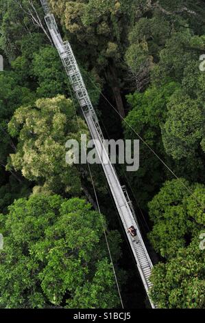 Treetops Canopy walk auf Ulu Temburong National Park, Brunei. Stockfoto