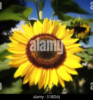 Sonnenblume in London. Stockfoto