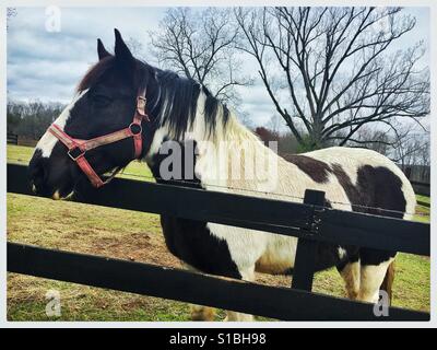 Schwarz / weiß-Pferd durch einen Zaun Stockfoto