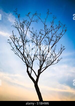 Blattlosen Äste eines Baumes im Herbst-Saison mit Himmel und Wolken Hintergrund Stockfoto