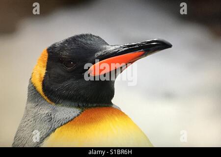 König Pinguin an der Calgary Zoo, Alberta, Kanada Stockfoto