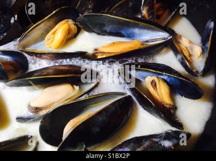 Miesmuscheln in Sahne-Weißweinsauce Stockfoto