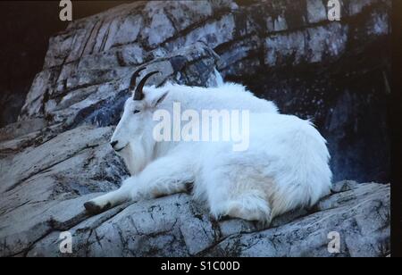 Bergziege, in Gefangenschaft, Stockfoto