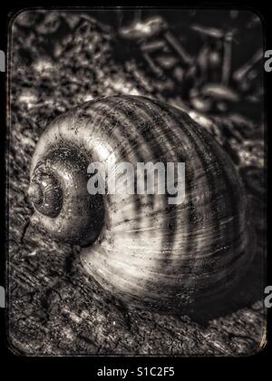 Gestreifte Schneckenhaus auf ein Protokoll, Insel Applesnail, Pomacea maculata Stockfoto