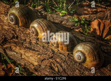 Vier Schneckenhäuser auf ein Protokoll, Insel Applesnail, Pomacea maculata Stockfoto