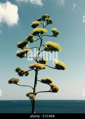 Agave Blume an einem sonnigen Tag am italienischen Amalfi-Küste Stockfoto