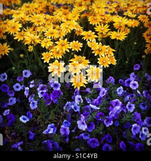 Blumen blühen im Sommergarten Stockfoto