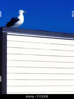 Möwe auf Uhr Stockfoto