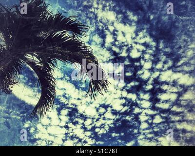 Niedrigen Winkel Palmblätter Ansicht gegen flauschige weiße Wolken Stockfoto
