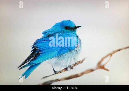 Mountain Bluebird thronte in einem Schneesturm im späten Frühjahr auf einem schneebedeckten Ast. . Blauer Vogel, Blauer Vogel Stockfoto