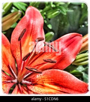Orange Tiger-Lilie, Lilium bulbiferum Stockfoto