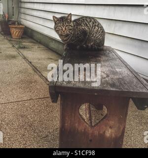 Eine Tabby Katze sitzt auf einer Bank im Freien. Stockfoto