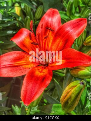 Lebendige orange Tiger-Lilie mit ungeöffnete Blüte, Lilium bulbiferum Stockfoto