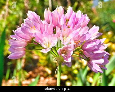 Rosa Knoblauch wächst wild in Spanien Stockfoto