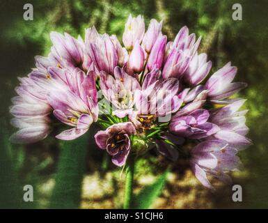 Rosa Knoblauch wächst wild in Spanien Stockfoto