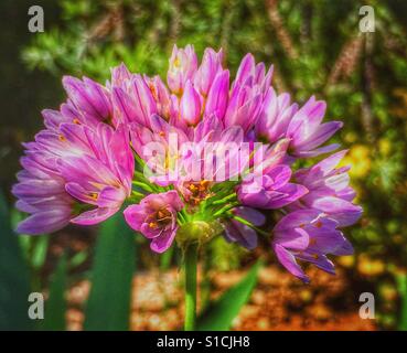 Rosa Knoblauch wächst wild in Spanien Stockfoto