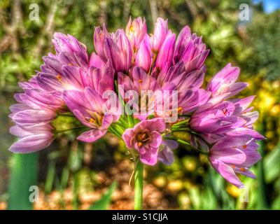 Rosa Knoblauch wächst wild in Spanien Stockfoto