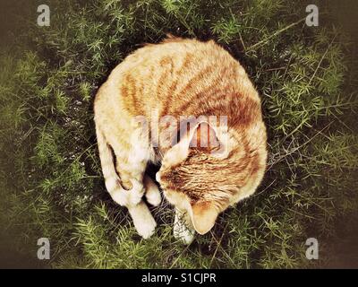 Ingwer-Katze schläft in einem Spargel-Farn im Blumentopf Stockfoto