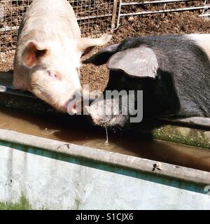 Zwei Schweine teilen einen Drink an einem Wassertrog, reiben Schnauzen Stockfoto