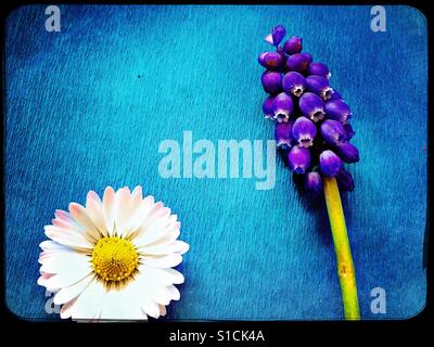 Daisy-Kopf und Trauben Hyazinthe auf leuchtend blauem Hintergrund Stockfoto