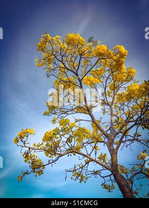 Tabebuia Chrysantha, gelbe Blumen blühen im Sommer auf blauen Himmelshintergrund Stockfoto