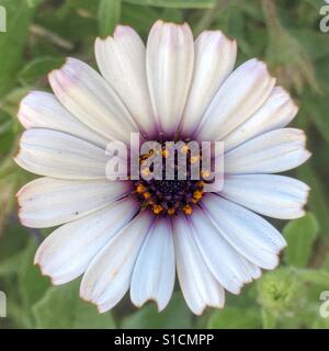 Osteospermum, einzelne weiße Gänseblümchen auf einer Daisybush. Stockfoto