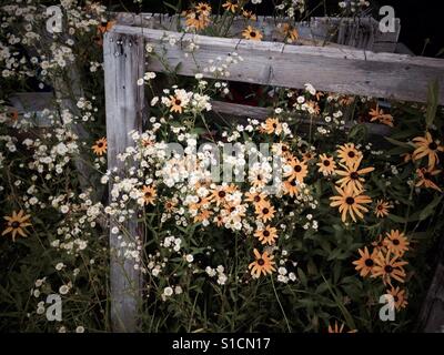 Gänseblümchen, Black-Eyed Susan Patch und antiken Böcken. Stockfoto