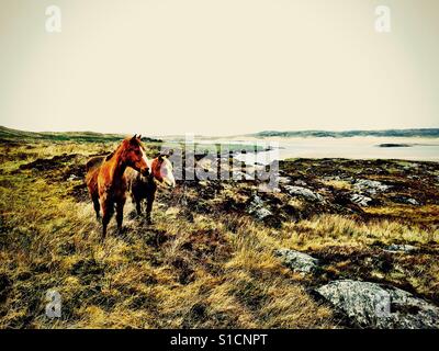 Wildpferde in Donegal Ireland Stockfoto