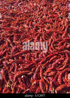 Paprika, trocknen in der Sonne in Dorf am Mon Cham Berg, Chiang Mai, Thailand. Stockfoto