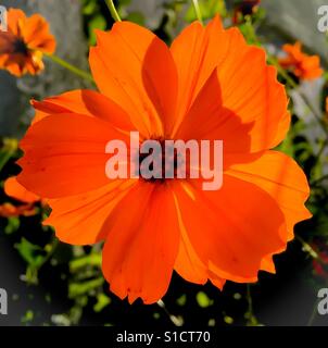 Leuchtend orange Kosmos Blume im Sonnenlicht außerhalb Stockfoto