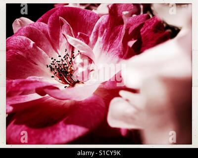 Schöne rote rosa rose Nahaufnahme Stockfoto