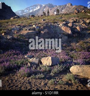 Nachmittags Blick auf den Mt. Shasta aus Bunny Flat in Kalifornien. Stockfoto