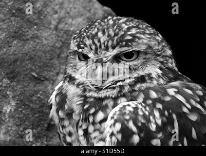 Kanincheneule Portrait Stockfoto