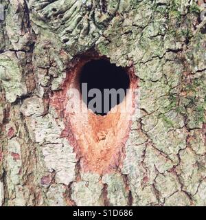 Spechte nisten Loch in einer Eiche, Hampshire, England, Vereinigtes Königreich. Stockfoto