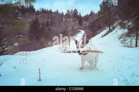 Hund läuft mit Stock auf einem verschneiten Trail. Platz für Kopie. Stockfoto