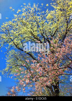 Kirschblüten und Bäume im Central Park, Frühling, NYC, USA Stockfoto