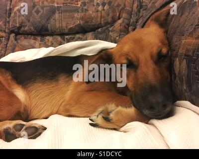 Hund auf couch Stockfoto