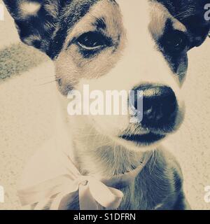 Nahaufnahme des Gesichts eines Hundes. Monotone. Quadratische Ernte. Stockfoto