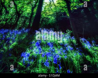 Ein Bluebell Holz in Kent. Stockfoto